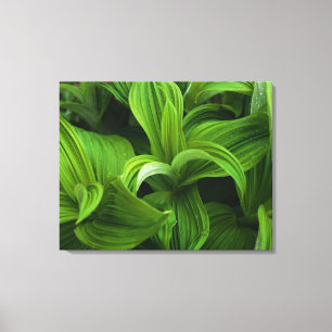 Dewdruppels op een False Helabore Canvas Afdruk