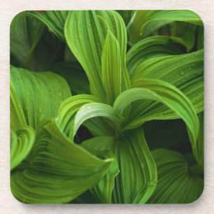 Dewdruppels op een False Helabore Drankjes Onderzetter