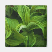 Dewdruppels op een False Helabore Magneet (Voorkant)