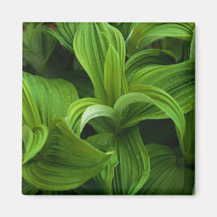 Dewdruppels op een False Helabore Magneet