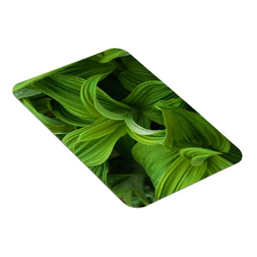 Dewdruppels op een False Helabore Magneet (Rechterzijde)