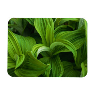 Dewdruppels op een False Helabore Magneet