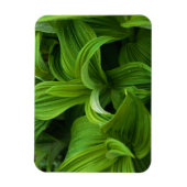 Dewdruppels op een False Helabore Magneet (Verticaal)