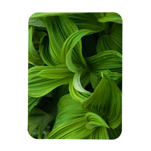 Dewdruppels op een False Helabore Magneet (Verticaal)