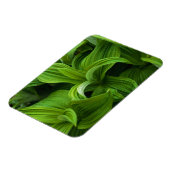 Dewdruppels op een False Helabore Magneet (Linkerzijde)