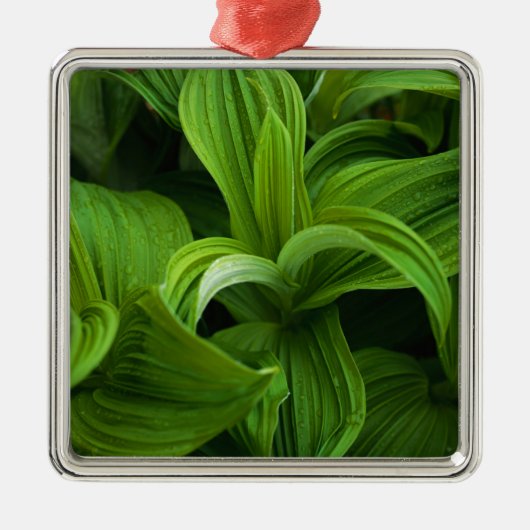 Dewdruppels op een False Helabore Metalen Ornament (Voorkant)