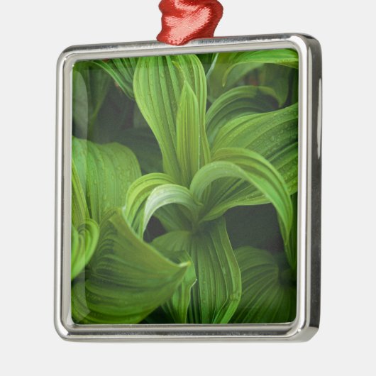 Dewdruppels op een False Helabore Metalen Ornament (Links)