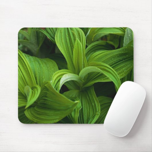 Dewdruppels op een False Helabore Muismat (Met muis)