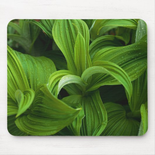 Dewdruppels op een False Helabore Muismat (Voorkant)