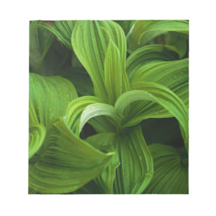 Dewdruppels op een False Helabore Notitieblok