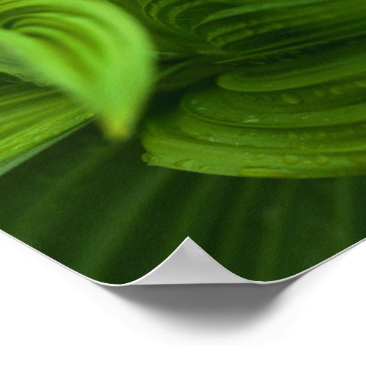 Dewdruppels op een False Helabore Poster (Hoek)