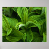 Dewdruppels op een False Helabore Poster (Voorkant)