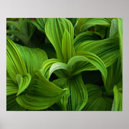 Dewdruppels op een False Helabore Poster (Voorkant)