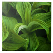 Dewdruppels op een False Helabore Tegeltje (Voorkant)