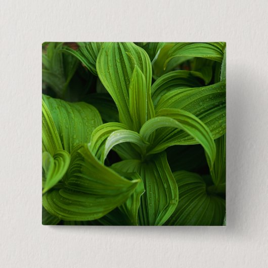 Dewdruppels op een False Helabore Vierkante Button 5,1 Cm (Voorkant)