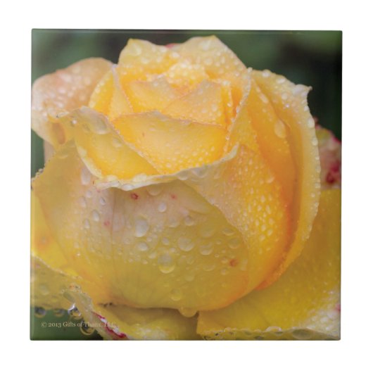 Dewdruppels op Gele Rose - Keramische tegel Tegeltje (Voorkant)