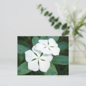 Dewdruppels op wit briefkaart (Staand voorkant)
