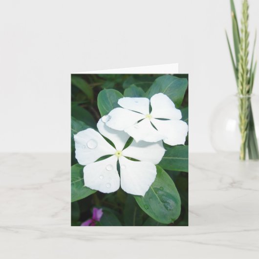 Dewdruppels op wit kaart (Voorkant)