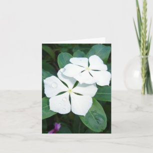 Dewdruppels op wit kaart