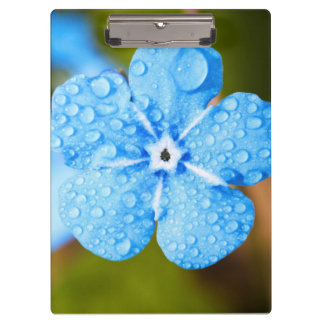 Dewey blue flower klembord