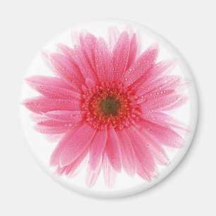 Dewy Pink Gerbera Flower Magneet