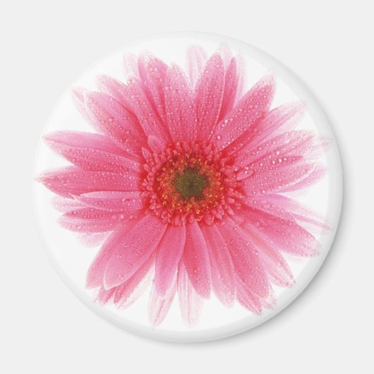 Dewy Pink Gerbera Flower Magneet (Voorkant)