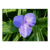 Dewy Trillium Spring Wildflower (Voorkant Horizontaal)