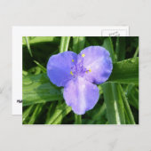 Dewy Trillium Spring Wildflower Briefkaart (Voorkant / Achterkant)