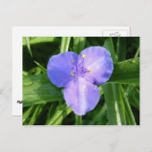 Dewy Trillium Spring Wildflower Briefkaart (Voorkant / Achterkant)