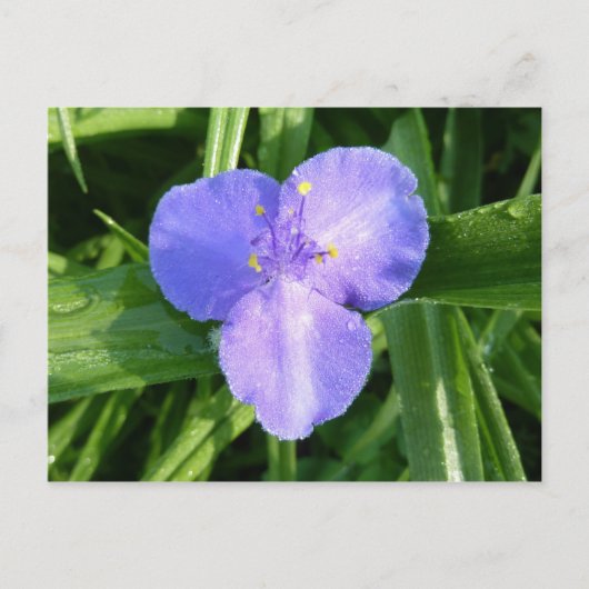 Dewy Trillium Spring Wildflower Briefkaart (Voorkant)