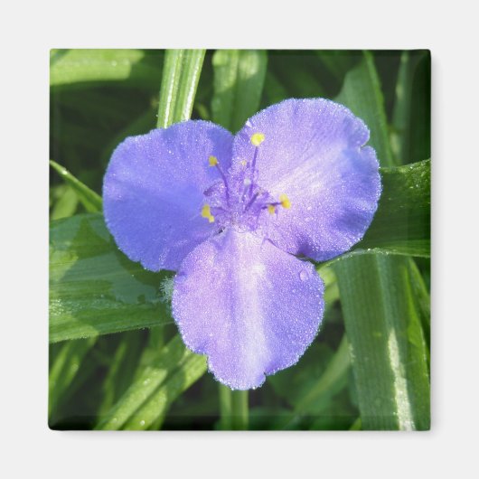 Dewy Trillium Spring Wildflower Magneet (Voorkant)
