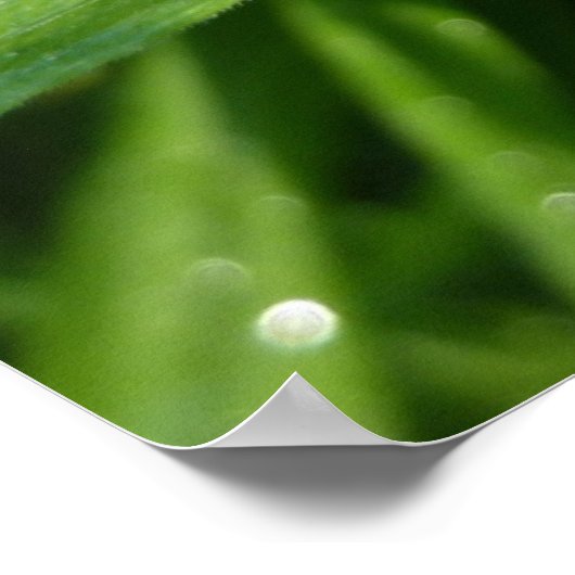 Dewy Trillium Spring Wildflower Poster (Hoek)