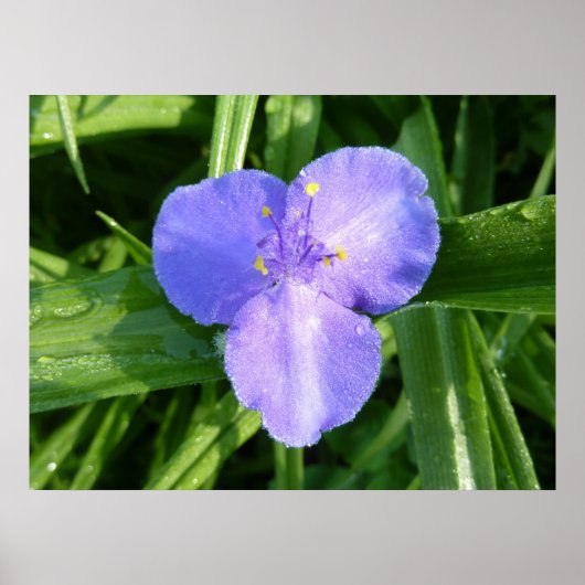 Dewy Trillium Spring Wildflower Poster (Voorkant)
