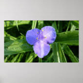 Dewy Trillium Spring Wildflower Poster (Voorkant)