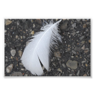 Dewy White Feather Foto Afdruk