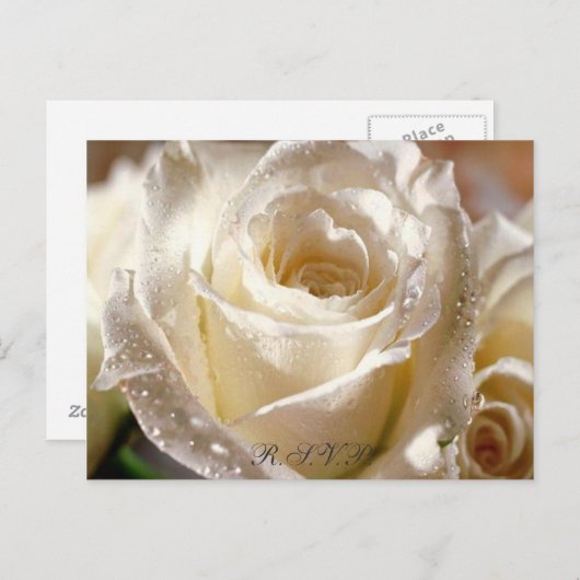 Dewy White Rose R.S.V.P. ansichtkaart Uitnodiging Briefkaart (Voorkant / Achterkant)