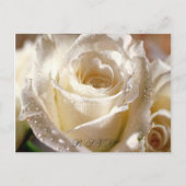 Dewy White Rose R.S.V.P. ansichtkaart Uitnodiging Briefkaart (Voorkant)