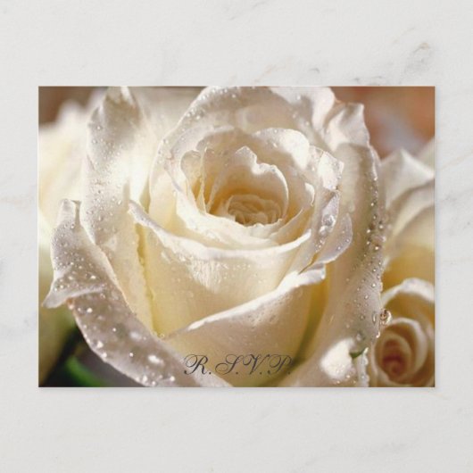 Dewy White Rose R.S.V.P. briefkaart (Voorkant)