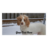 Dexter in de sneeuw – Glossy Poster Print (Voorkant)