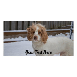 Dexter in de sneeuw – Glossy Poster Print