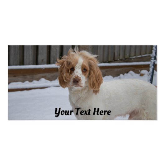 Dexter in de sneeuw – Glossy Poster Print (Voorkant)