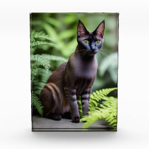Dexter The Black Siamese Cat, Photo Block Fotoblokken