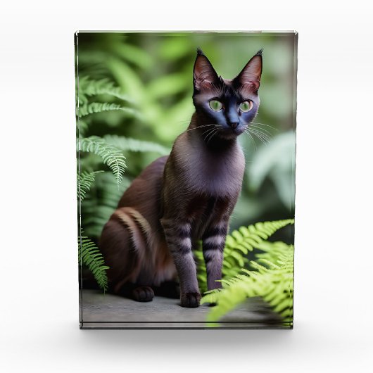 Dexter The Black Siamese Cat, Photo Block Fotoblokken (Voorkant)