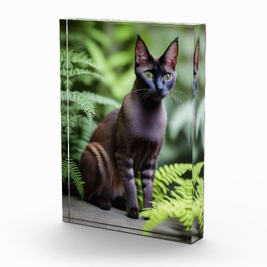 Dexter The Black Siamese Cat, Photo Block Fotoblokken (Rechts)