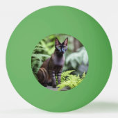 Dexter The Black Siamese Cat, Ping Pong Ball (Achterkant)