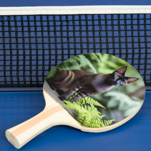 Dexter The Black Siamese Cat, Ping Pong Paddle Tafeltennisbatje