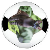 Dexter The Black Siamese Cat, Voetbal (Gedraaid)