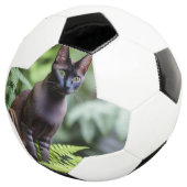 Dexter The Black Siamese Cat, Voetbal (Drie kwart)