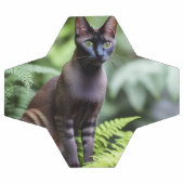 Dexter The Black Siamese Cat, Voetbal (Enkel)