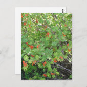 Deze boom heet Rowan in het Engels (wetenschappeli Briefkaart (Voorkant / Achterkant)